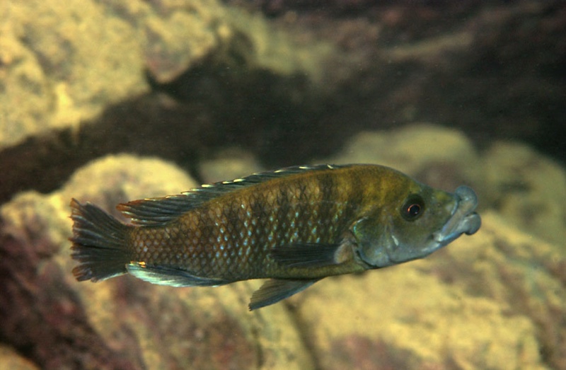 Abactochromis labrosus 'Chiloelo'